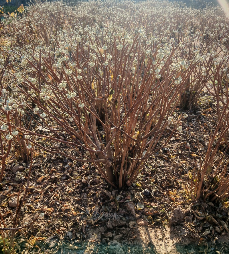 结香结香球陕西结香球种植批发基地