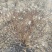 结香结香球陕西结香球种植批发基地