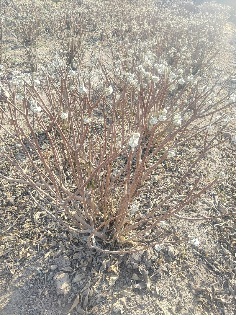结香结香球陕西结香球种植批发基地