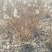 结香结香球陕西结香球种植批发基地