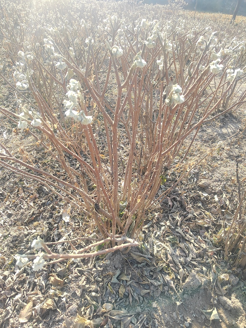结香结香球陕西结香球种植批发基地