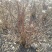 结香结香球陕西结香球种植批发基地