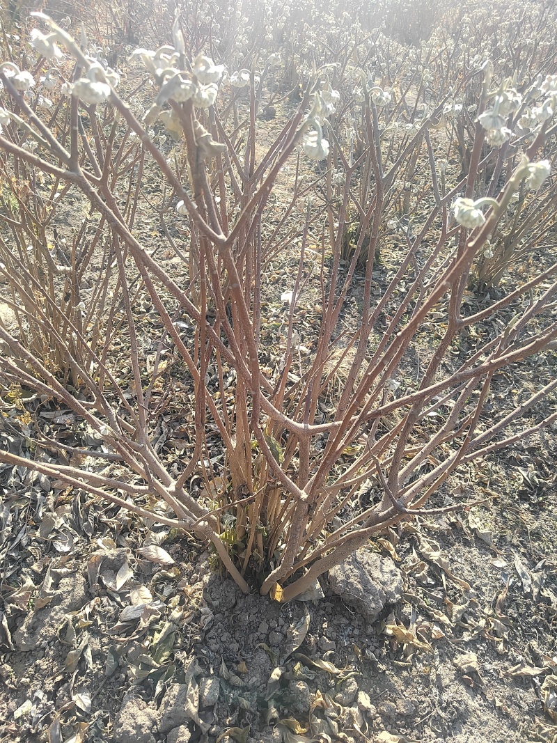 结香结香球陕西结香球种植批发基地