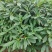 结香结香球陕西结香球种植批发基地