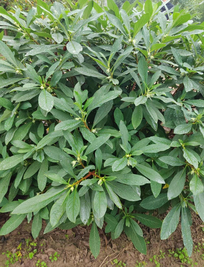 结香结香球陕西结香球种植批发基地