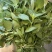 【精品】河南荆芥大量有货产地直发欢迎来电咨询