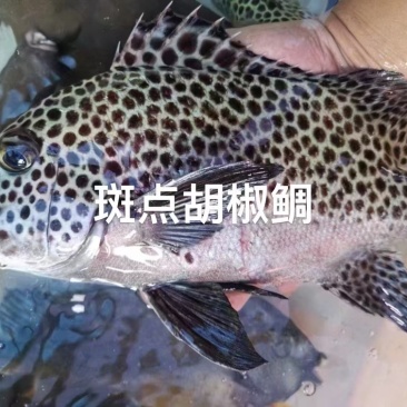 西沙西沙海鱼放血~胡椒鲷~红笛鲷~粉衣鱼青衣鱼红衣鱼青斑