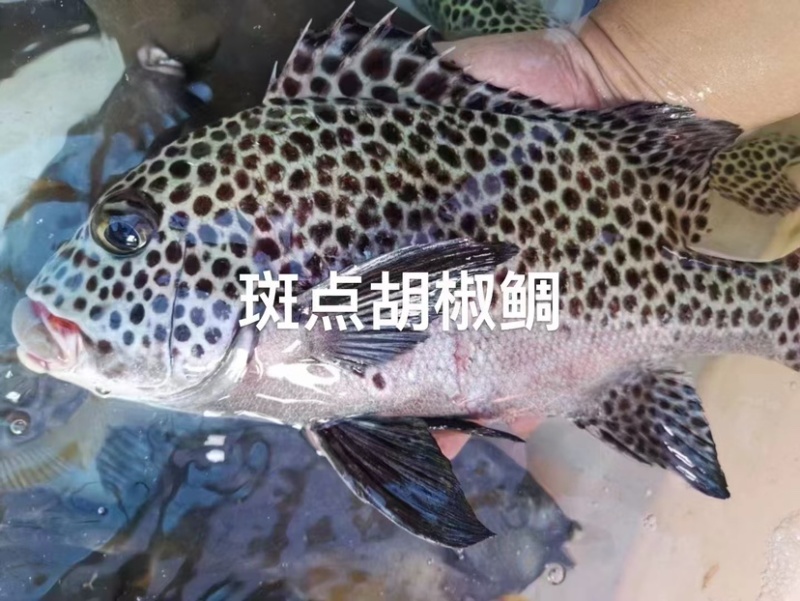 西沙西沙海鱼放血~胡椒鲷~红笛鲷~粉衣鱼青衣鱼红衣鱼青斑