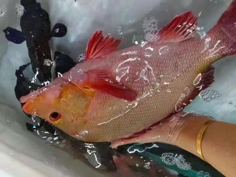 西沙西沙海鱼放血~胡椒鲷~红笛鲷~粉衣鱼青衣鱼红衣鱼青斑