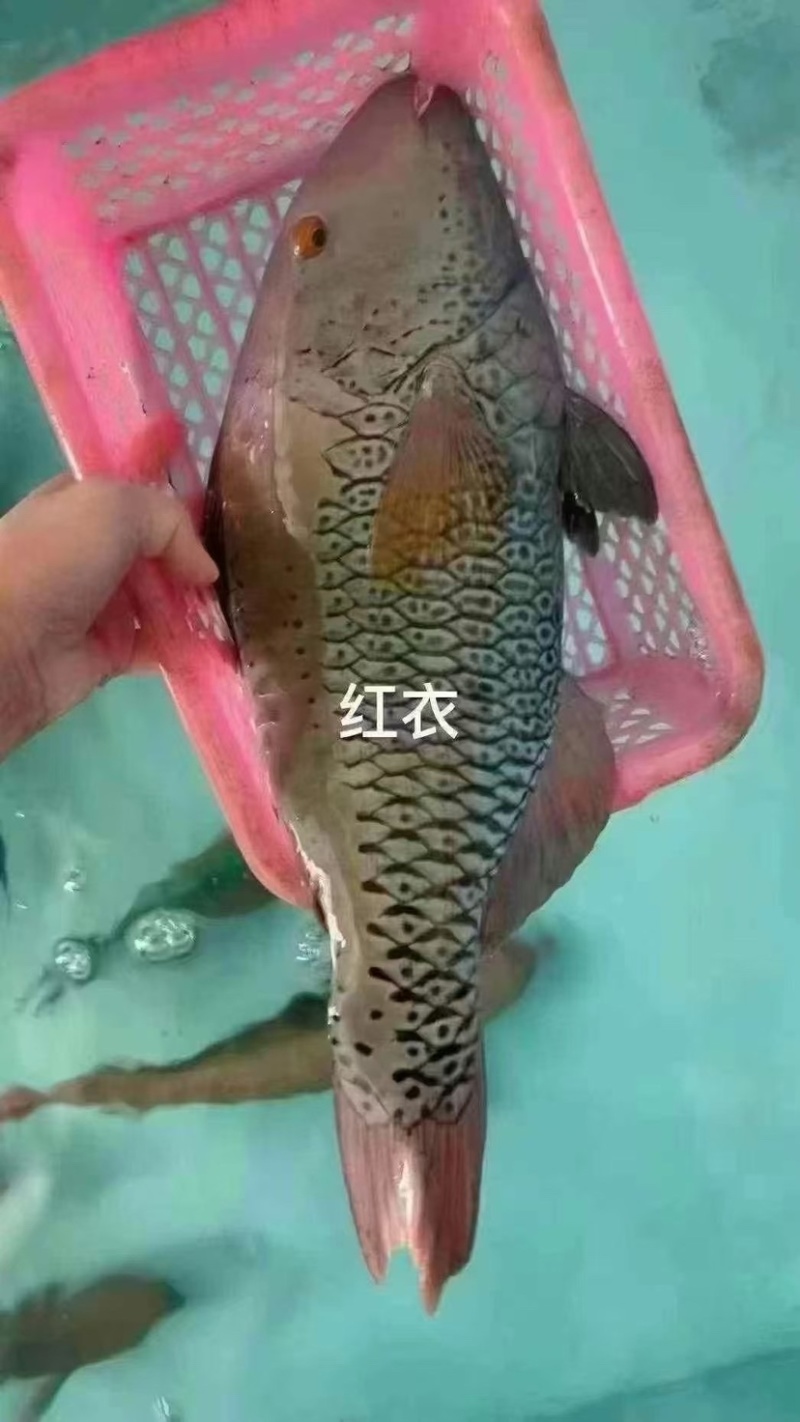 西沙西沙海鱼放血~胡椒鲷~红笛鲷~粉衣鱼青衣鱼红衣鱼青斑