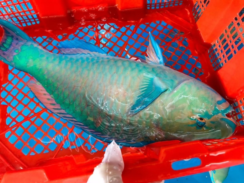 西沙西沙海鱼放血~胡椒鲷~红笛鲷~粉衣鱼青衣鱼红衣鱼青斑