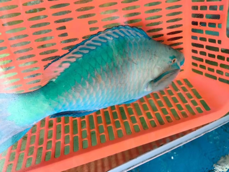 西沙西沙海鱼放血~胡椒鲷~红笛鲷~粉衣鱼青衣鱼红衣鱼青斑