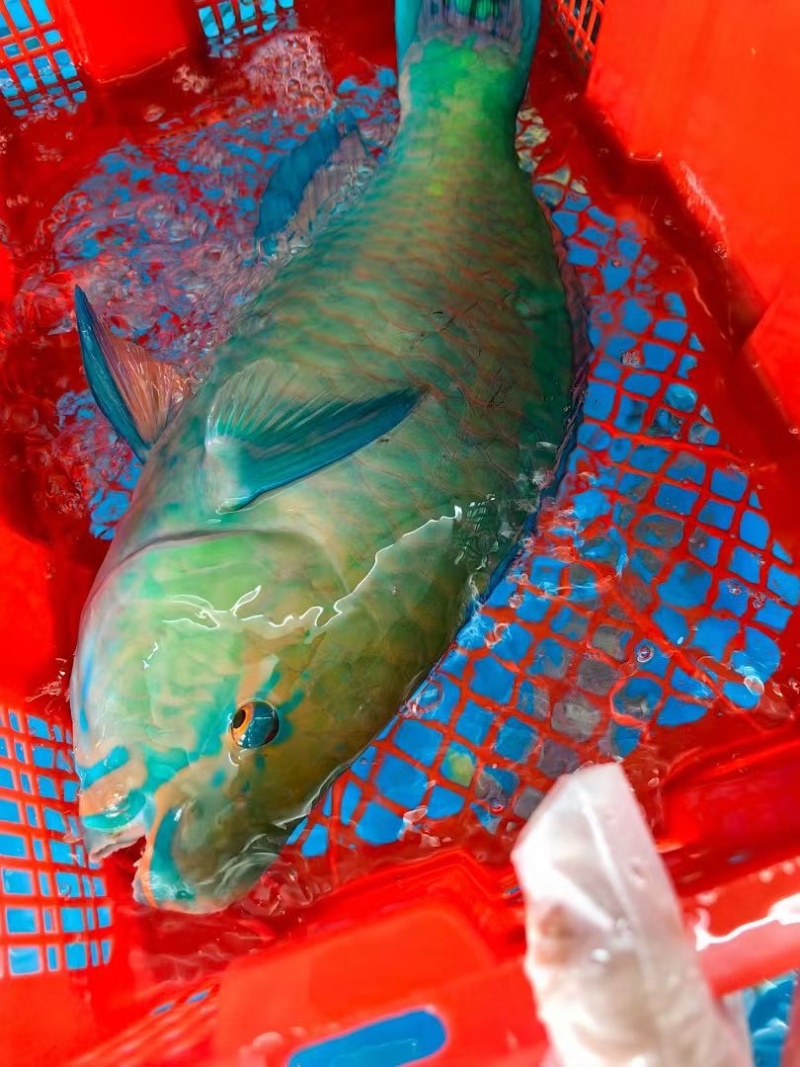 西沙西沙海鱼放血~胡椒鲷~红笛鲷~粉衣鱼青衣鱼红衣鱼青斑