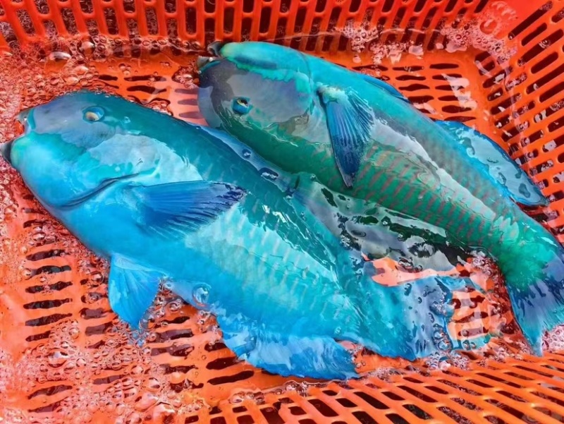 西沙西沙海鱼放血~胡椒鲷~红笛鲷~粉衣鱼青衣鱼红衣鱼青斑