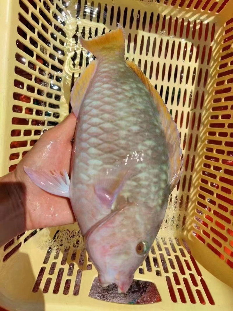 西沙西沙海鱼放血~胡椒鲷~红笛鲷~粉衣鱼青衣鱼红衣鱼青斑
