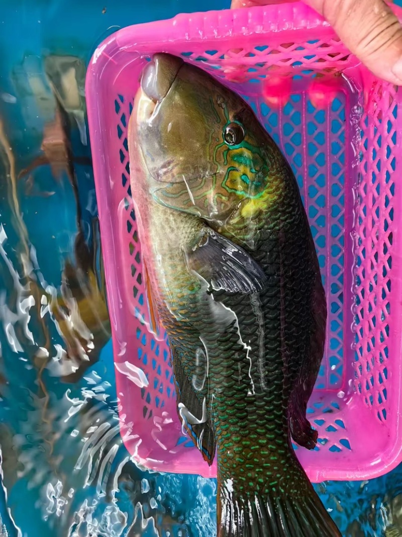 西沙西沙海鱼放血~胡椒鲷~红笛鲷~粉衣鱼青衣鱼红衣鱼青斑