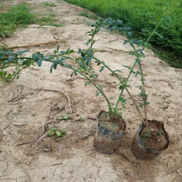迎春营养杯迎春花迎春花容器苗陕西迎春花基地自产自销