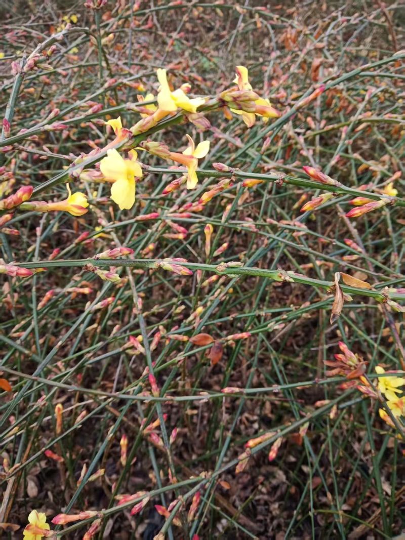 迎春营养杯迎春花迎春花容器苗陕西迎春花基地自产自销