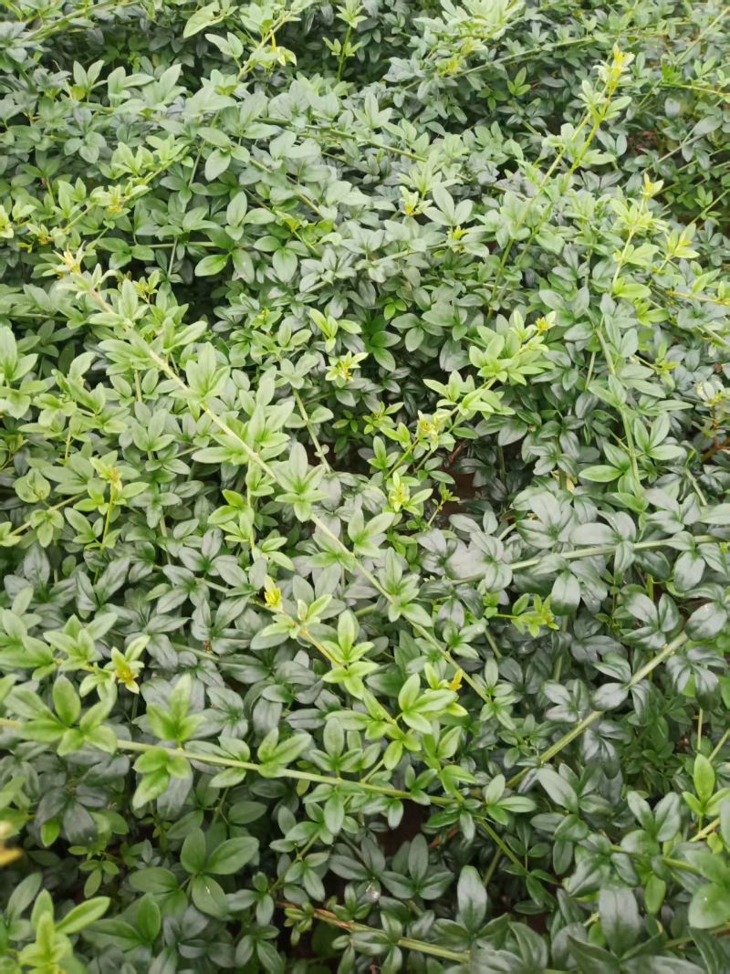 迎春营养杯迎春花迎春花容器苗陕西迎春花基地自产自销