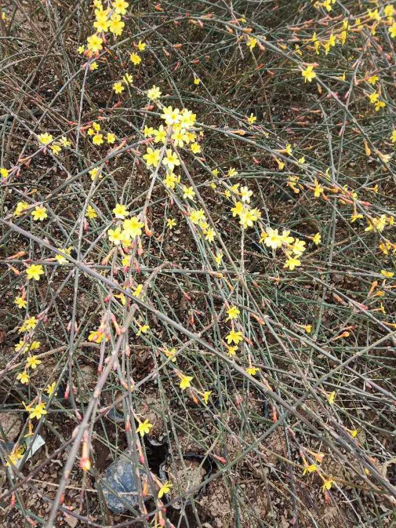 迎春营养杯迎春花迎春花容器苗陕西迎春花基地自产自销