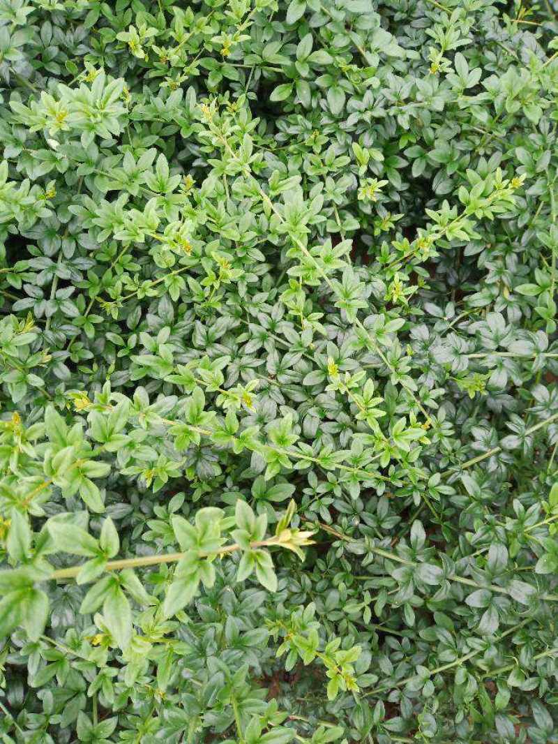 迎春营养杯迎春花迎春花容器苗陕西迎春花基地自产自销