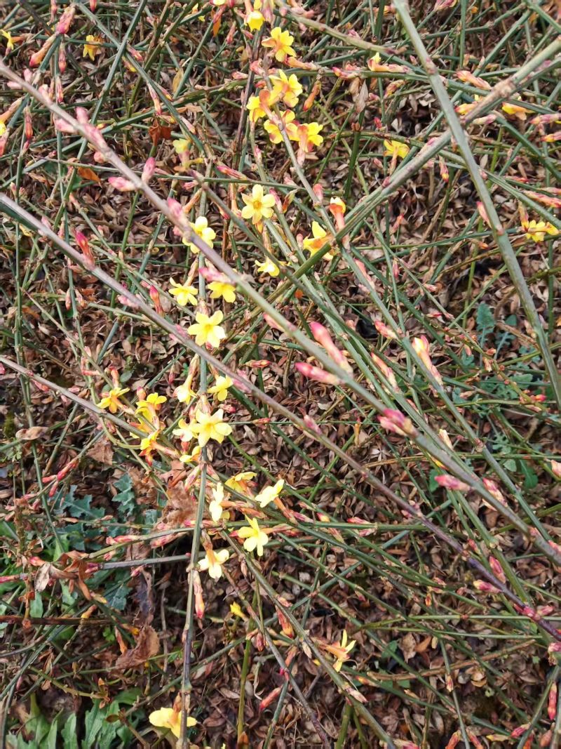 迎春营养杯迎春花迎春花容器苗陕西迎春花基地自产自销