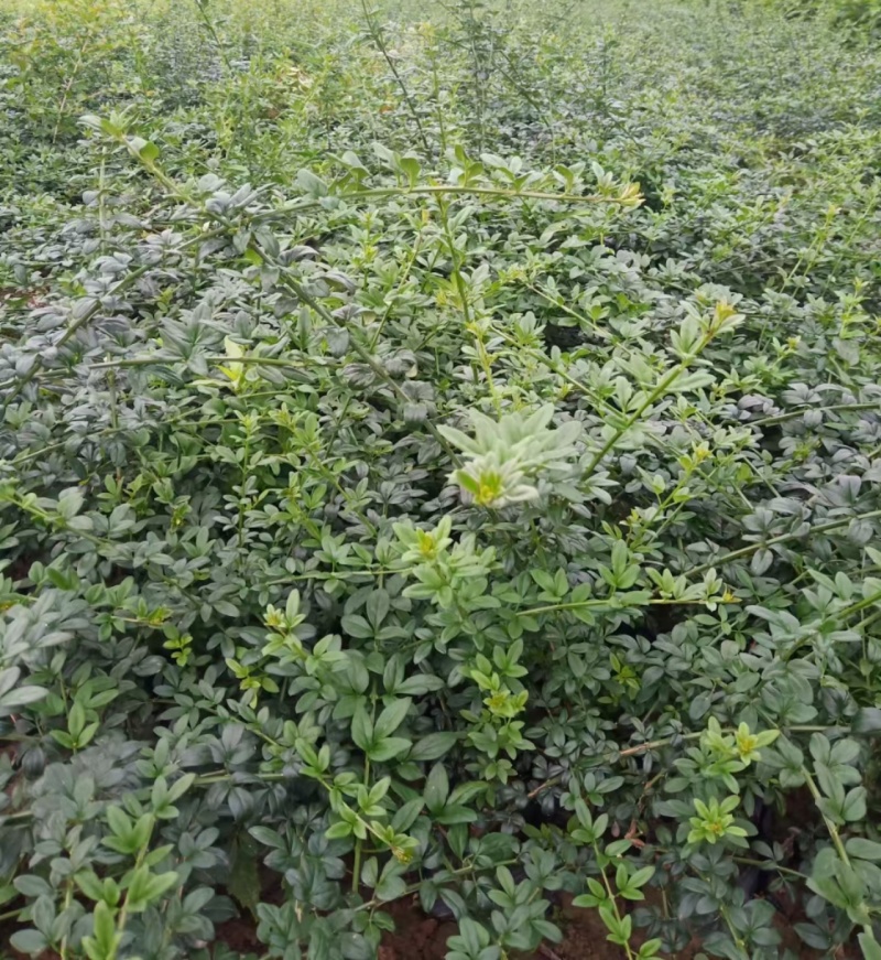 迎春营养杯迎春花迎春花容器苗陕西迎春花基地自产自销