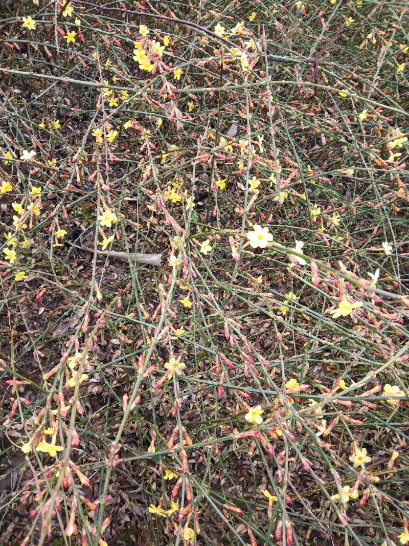 迎春营养杯迎春花迎春花容器苗陕西迎春花基地自产自销
