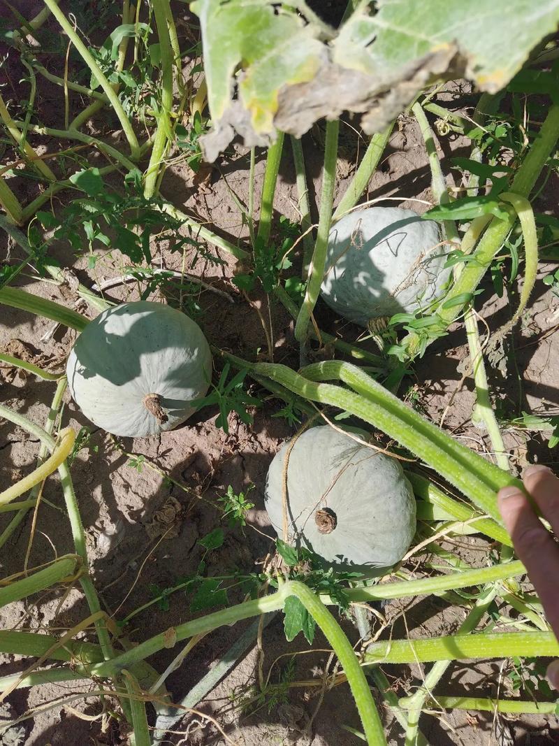 德豪银贝南瓜种子板栗南瓜粉糯甘甜白皮贝贝南瓜蔬菜种子