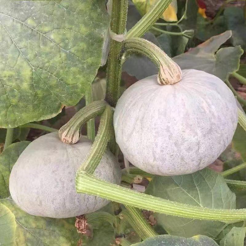 德豪银贝南瓜种子板栗南瓜粉糯甘甜白皮贝贝南瓜蔬菜种子
