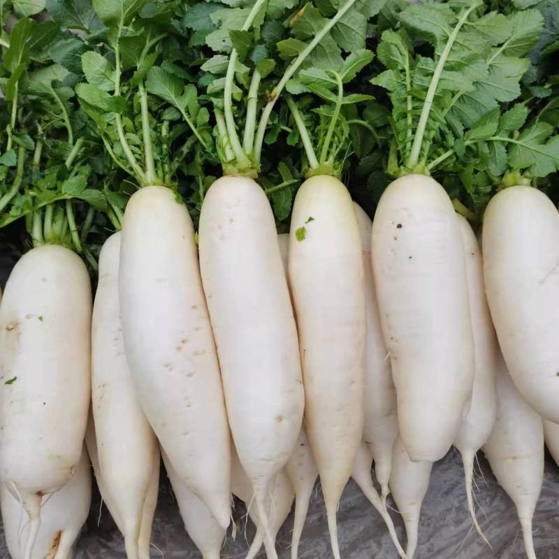 天山雪莲白萝卜种子新鲜水果萝卜生吃脆甜盆栽四季播农家蔬菜