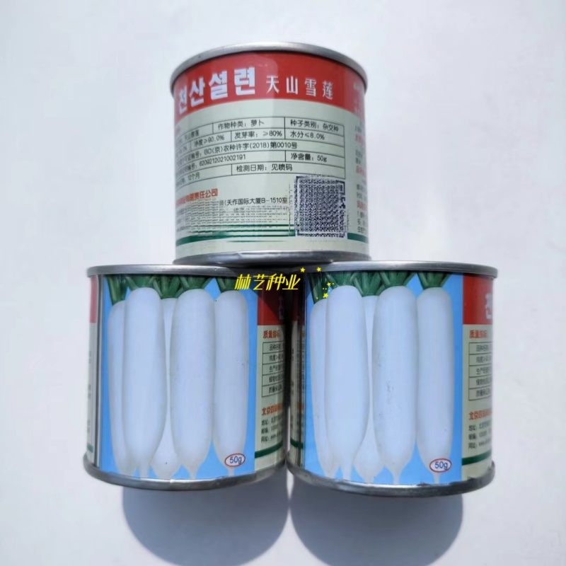天山雪莲白萝卜种子新鲜水果萝卜生吃脆甜盆栽四季播农家蔬菜