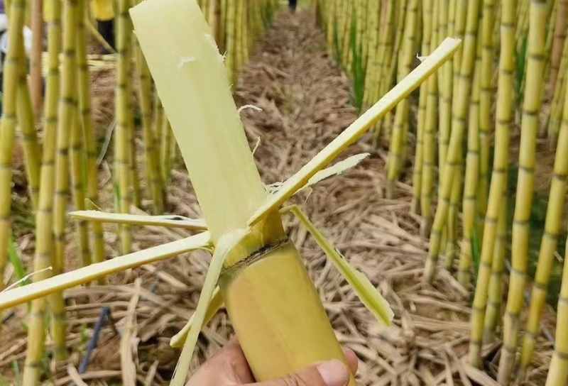 精品黄皮甘蔗云南西双版纳产地直发大量有货
