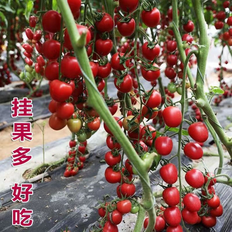 串珠樱桃番茄种子圣女果种子红色西红柿籽大红大果春季盆栽阳