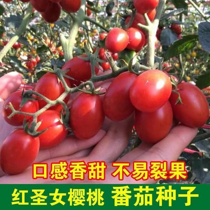 串珠樱桃番茄种子圣女果种子红色西红柿籽大红大果春季盆栽阳