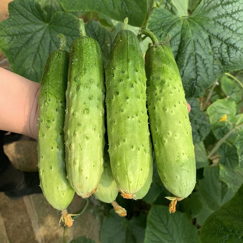 奇迹水果黄瓜种子强雌杂交水果黄瓜节节有瓜口感清香黄瓜