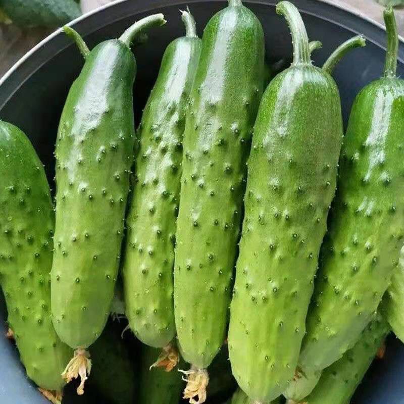 奇迹水果黄瓜种子强雌杂交水果黄瓜节节有瓜口感清香黄瓜
