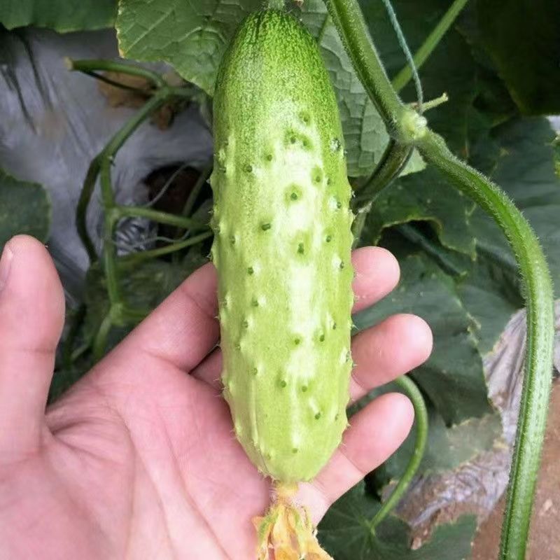 奇迹水果黄瓜种子强雌杂交水果黄瓜节节有瓜口感清香黄瓜