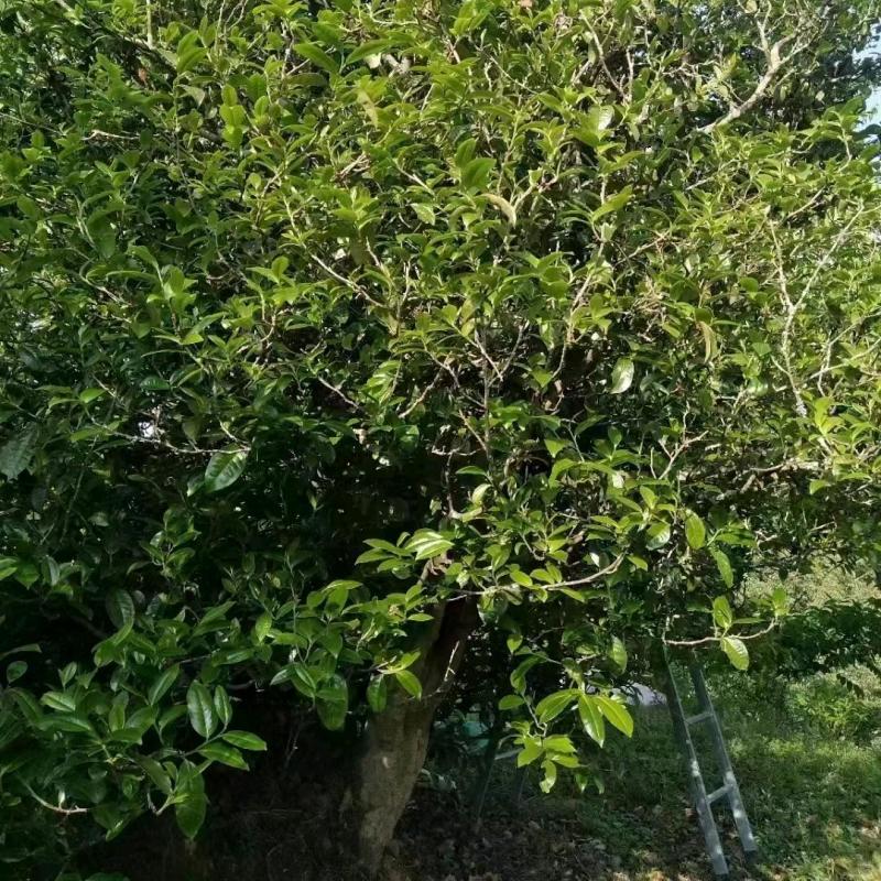 临沧茶区25年茶叶接受预定，自家生态茶园可以到地考察。