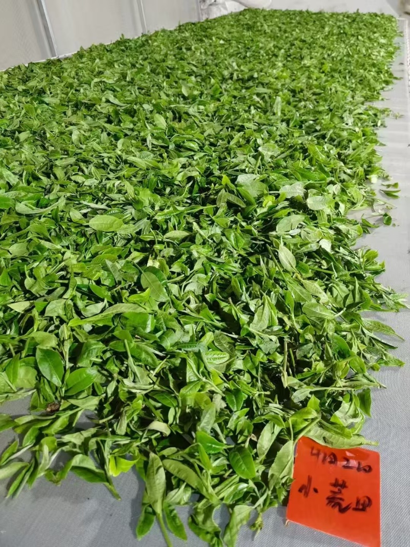 临沧茶区25年茶叶接受预定，自家生态茶园可以到地考察。