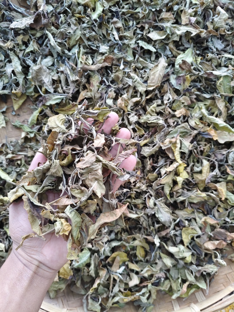 临沧茶区25年茶叶接受预定，自家生态茶园可以到地考察。