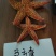 干海星泡酒药材投料五角星干货