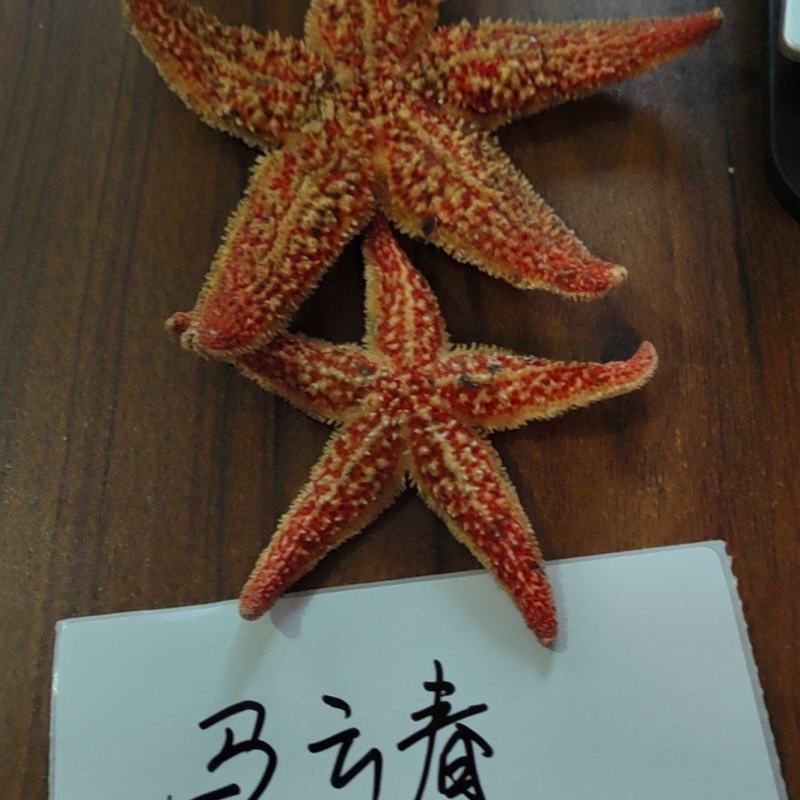 干海星泡酒药材投料五角星干货