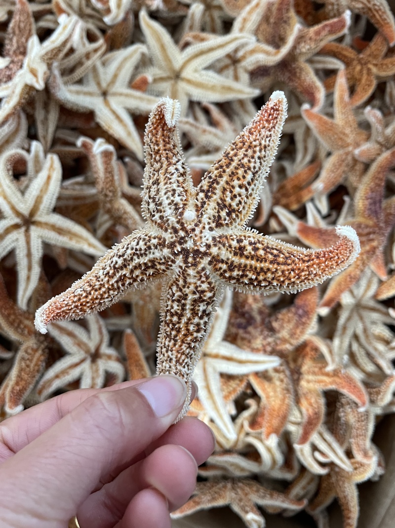 干海星泡酒药材投料五角星干货