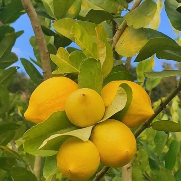 粤西柠檬
