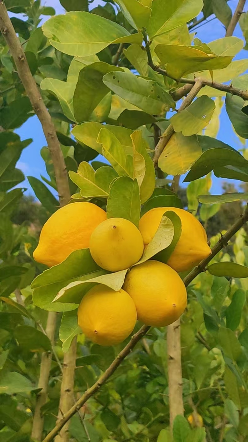 粤西柠檬