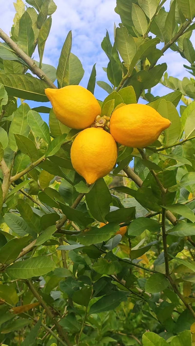 粤西柠檬