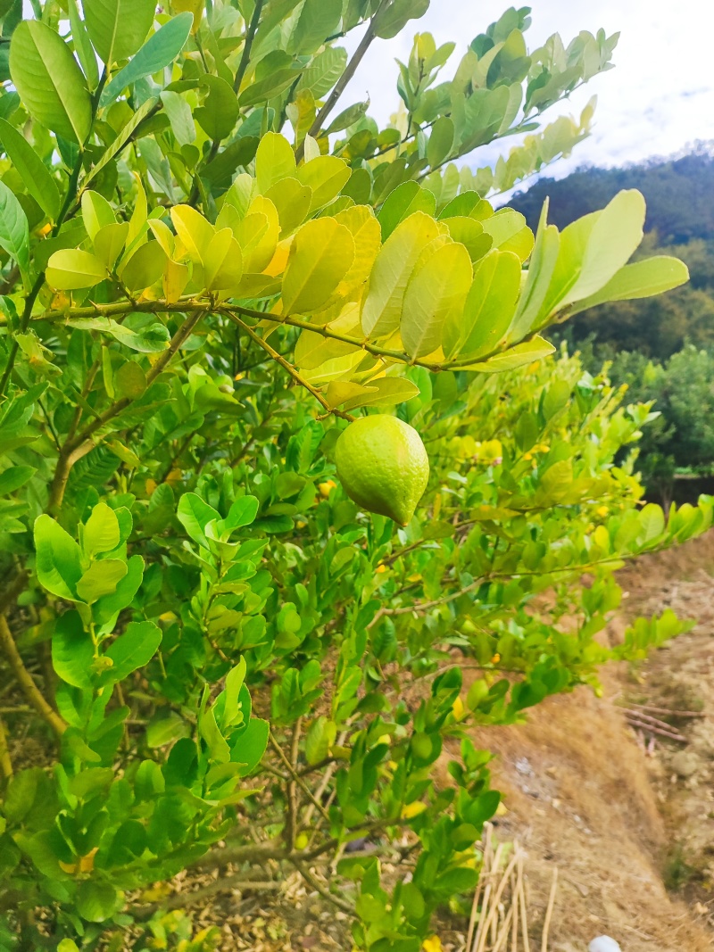 粤西柠檬