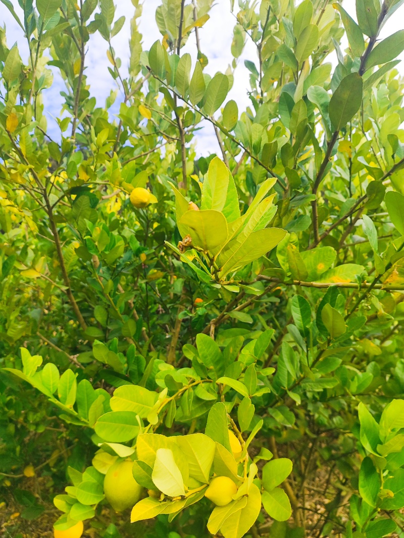 粤西柠檬