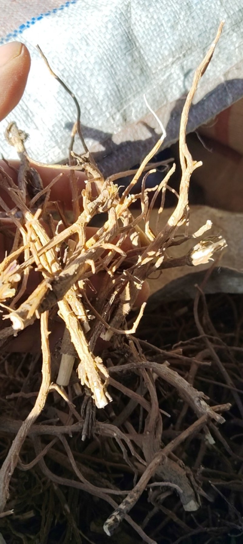 甘肃两当县药村(柴胡)干货，湿货都有，统货，分级都有！